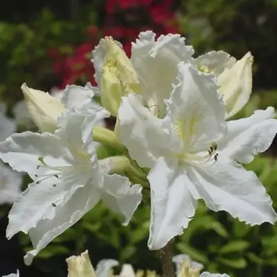 Азалия ОКСИДОЛ листопадная в Фаниполе