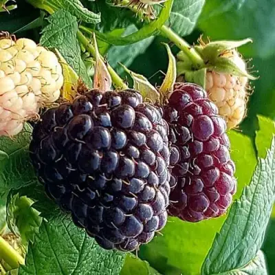 Малина БЛЭК ПОЛЬКА (ХЕБАН) в Фаниполе