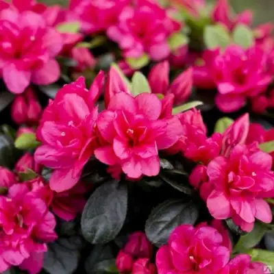 Азалия КАНЗОНЕТТА японская в Фаниполе