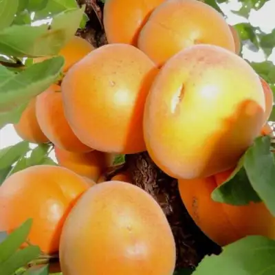 Абрикос ДЕСЕРТНЫЙ в Фаниполе