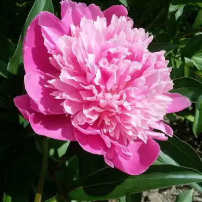 Пион ГОЛУБАЯ ХРИЗАНТЕМА травянистый в Фаниполе