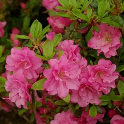 Азалия РОЗИНЕТТА японская в Фаниполе