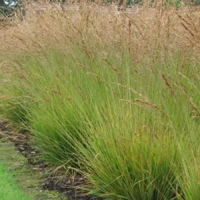 Молиния ПОЛ ПЕТЕРСОН голубая в Фаниполе