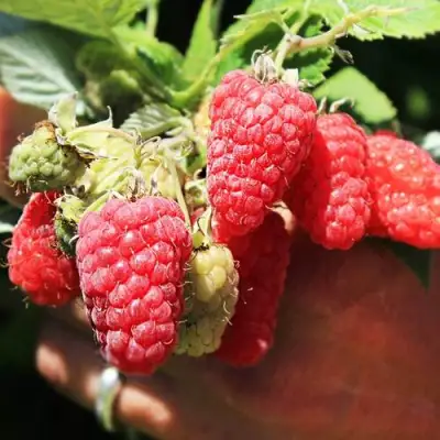 Малина ПАТРИЦИЯ в Фаниполе