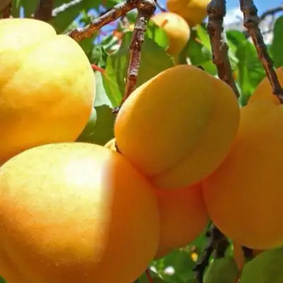 Абрикос ПАМЯТЬ ЛОЙКО в Фаниполе