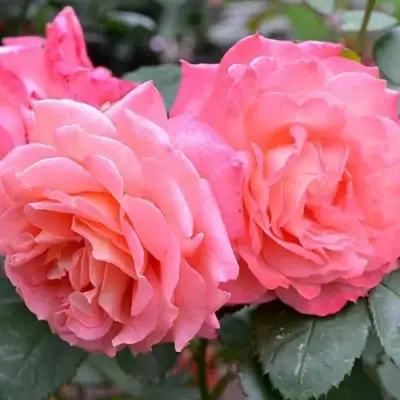 Роза ИНСТИТУТ ЛЮМЬЕР шраб в Фаниполе