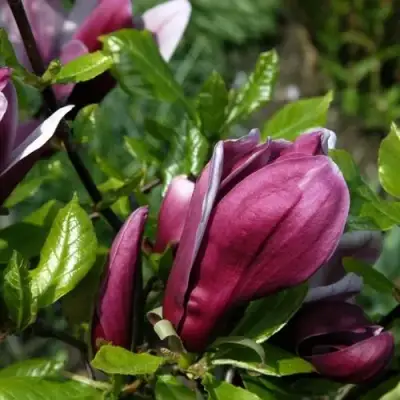 Магнолия НИГРА в Фаниполе