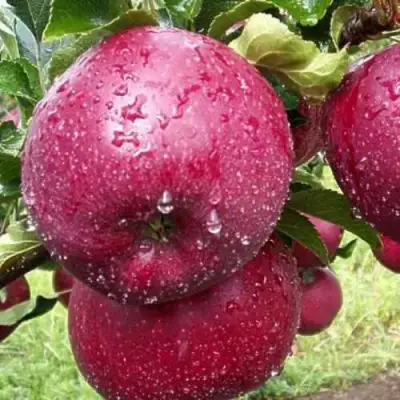 Яблоня ЛОБО в Фаниполе