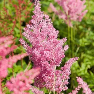 Астильба РЕЙНЛЕНД японская в Фаниполе