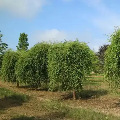 Береза САММЕР КАСКАД черная в Фаниполе