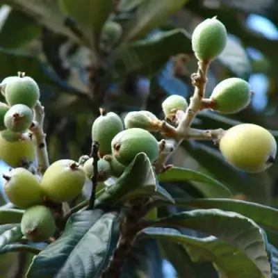 МУШМУЛА  в Фаниполе