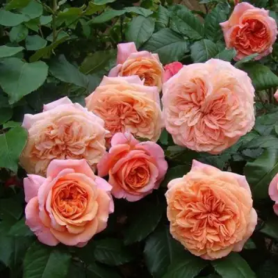 Роза ЧИППЕНДЕЙЛ чайно-гибридная в Фаниполе