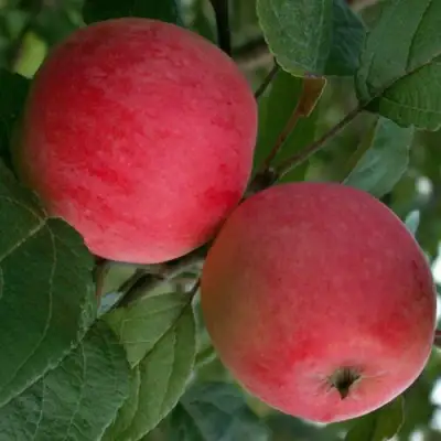 Яблоня СУЙСЛЕПСКОЕ (МАЛИНОВКА) в Фаниполе