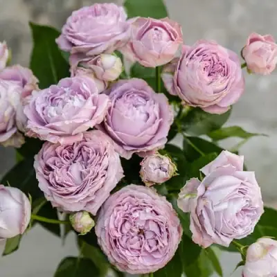 Роза ЛАВАНДЕР БАБЛС спрей в Фаниполе