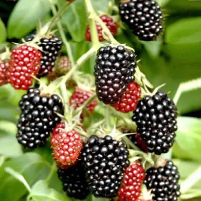 Ежемалина ДАРРОУ в Фаниполе