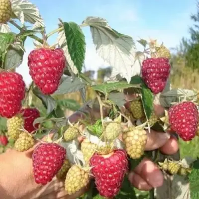 Малина ЖАР-ПТИЦА в Фаниполе