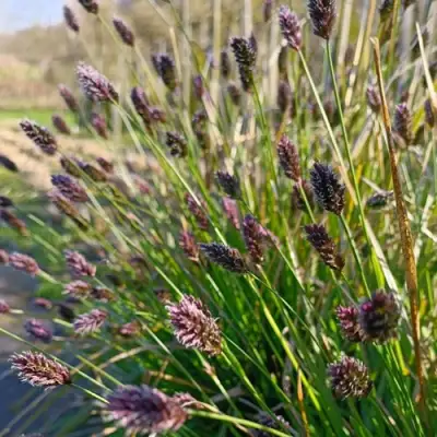 Сейслерия ХЕФЛЕРА в Фаниполе