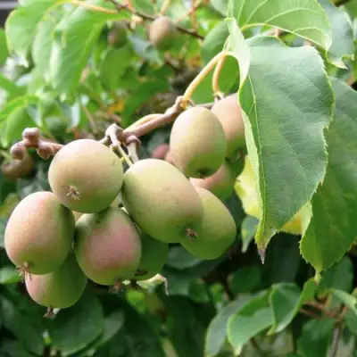 Актинидия ЛЮСИ аргута  в Фаниполе