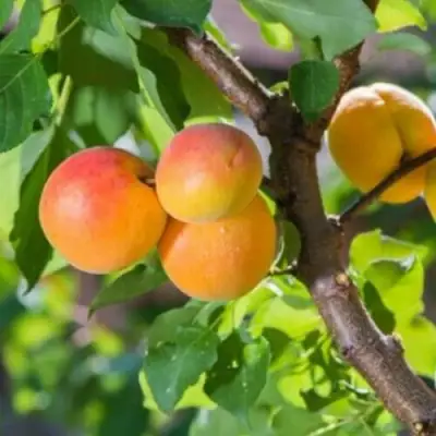 Абрикос РИТАУСМА в Фаниполе