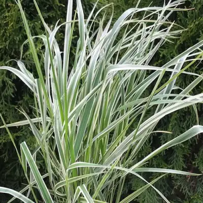 Вейник ОВЕРДАМ остроцветковый в Фаниполе