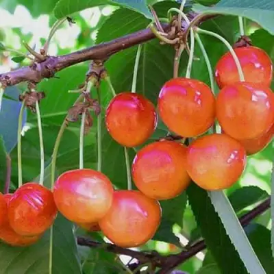 Черешня НАСЛАЖДЕНИЕ в Фаниполе