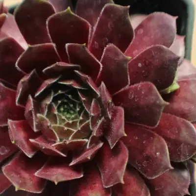 Молодило БЛЭК МОУНТЭЙН в Фаниполе