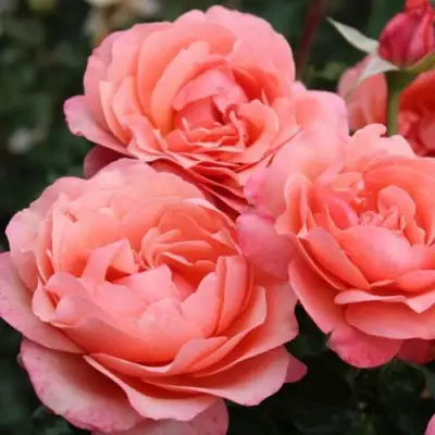 Роза КОРАЛ ЛИОНС РОУЗ флорибунда в Фаниполе