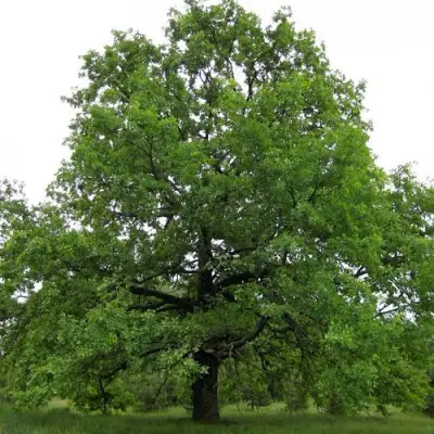 Дуб черешчатый в Фаниполе