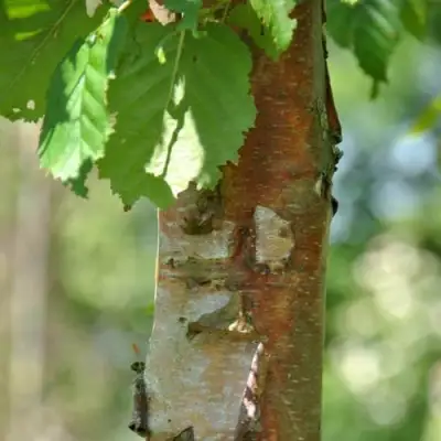 Береза бумажная в Фаниполе