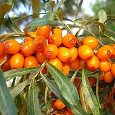 Облепиха БОТАНИЧЕСКАЯ в Фаниполе