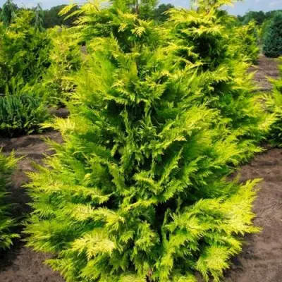 Кипарисовик ГОЛДЕН ВОНДЕР лавсона в Фаниполе