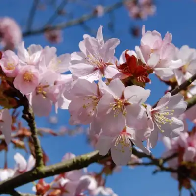 Вишня РАНЧО САРЖЕНТА в Фаниполе