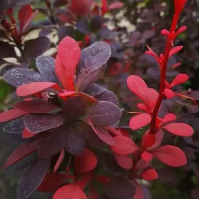 Барбарис РЕД ПИЛЛАР тунберга в Фаниполе