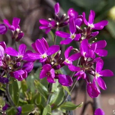 Арабис РОУЗ делайт в Фаниполе