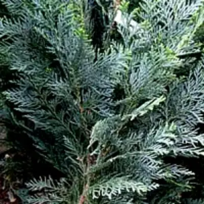 Кипарисовик ДАРТС БЛЮ РИББОН лавсона в Фаниполе