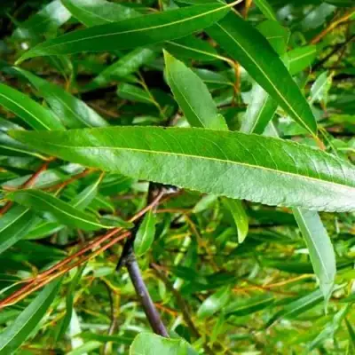 Ива ломкая  в Фаниполе