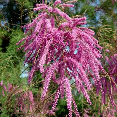 Тамарикс ПИНК КАСКАД в Фаниполе