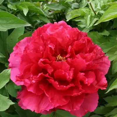 Пион АРОМАТНОЕ ВОСПОМИНАНИЕ древовидный в Фаниполе