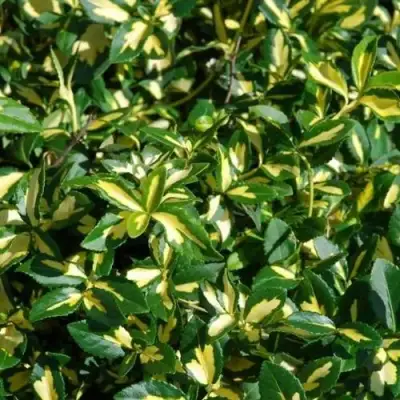 Бересклет САНСПОТ форчуна в Фаниполе