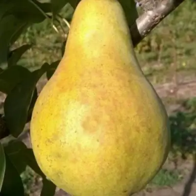 Груша КОНКОРД в Фаниполе