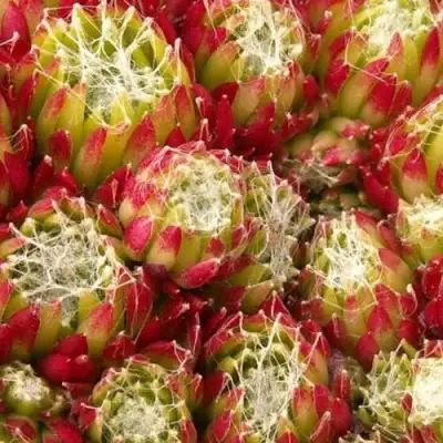 Молодило ХУКЕРА в Фаниполе