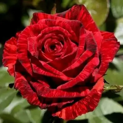 Роза РЕД ИНТУИШН чайно-гибридная в Фаниполе