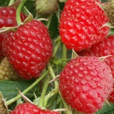 Малина КОЛОКОЛЬЧИК в Фаниполе