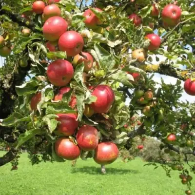 Яблоня ОРЛИК в Фаниполе