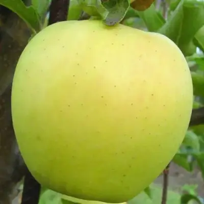 Яблоня ГОЛДЕН ДЕЛИШЕС в Фаниполе