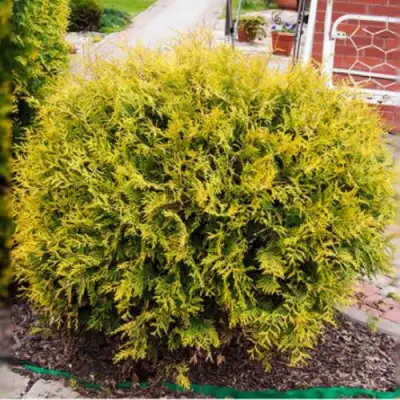 Туя КОЛЛЕРС ГОЛД складчатая в Фаниполе