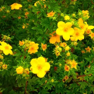 Лапчатка ГОЛДФИНГЕР кустарниковая в Фаниполе