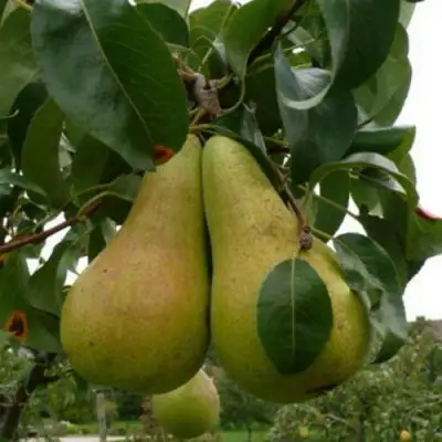 Груша КОНКОРД в Фаниполе