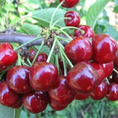 Вишня ДЕСЕРТНАЯ МОРОЗОВОЙ в Фаниполе