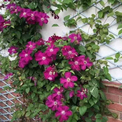 Клематис ЭРНЕСТ МАРКХАМ в Фаниполе